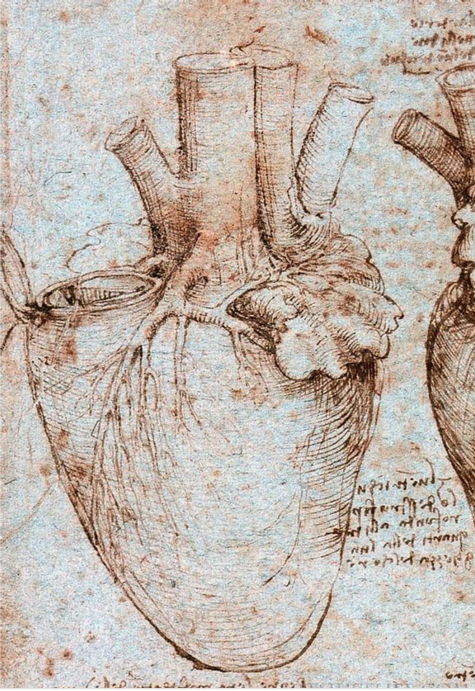 Leonardo Heart drawing